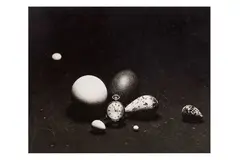 Untitled by Patrick Lichfield, Silver gelatin print, image size, offered Nov 2023