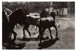 Untitled by Elliott Erwitt, Silver gelatin print, printed later, offered Nov 2023