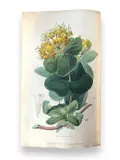 Flora Conspicua: a Selection of the most Ornamental flowering, hardy, exotic by Flora.- Morris, ink, offered Nov 2023