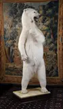 A large and impressive polar bear (ursus maritimus), contemporary by Y Taxidermy, sculpture, sold May 2022