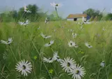 Summer Meadow, Near Lewes by Paul Evans, gouache, sold Mar 2023