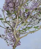 Jacaranda in full blossomwatercolour on incised marine by Cressida Campbell, watercolour, sold Mar 2023