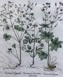 Geranium Sanguinarium by Basil Besler, print (other), sold Mar 2023