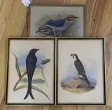 Ground Thrush by Henry Strachan Elton, watercolor, sold Mar 2023