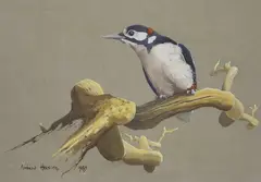 Greater spotted woodpecker perched on a branch by Andrew Haslen, 1983, oil on card, sold Mar 2023