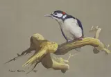 Greater spotted woodpecker perched on a branch by Andrew Haslen, 1983, oil on card, sold Mar 2023