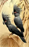 Pair of Palm Cockatoo by David Ord Kerr, oil on board, sold Apr 2023