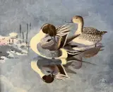 Pintail preening by Michael Morley, acrylic on board, sold Apr 2023