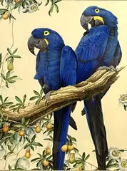 Hyacinth Macaw with Passion Fruit by David Ord Kerr, oil on board, sold Apr 2023