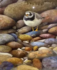 Ringed Plover by Andrew Haslen, oil on canvas, sold Apr 2023