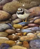 Ringed Plover by Andrew Haslen, oil on canvas, sold Apr 2023