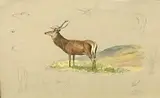 A study of a red deer stag by Charles Stanley Todd, watercolour and gouache, offered Apr 2023