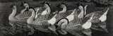 Chinese geese by Charles Frederick Tunnicliffe Obe Ra etching, etching, sold Apr 2023