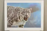 'Breathless', a limited edition print of a Snow Leopard, 288/295, by Anthony Gibbs, print, sold Feb 2020