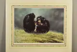 'Family Portrait', a limited edition print of Chimpanzees, 306/350, by Spencer Hodge, print, sold Feb 2020