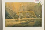 'Leopard at Bushman Rock', a limited edition print, 115/750, signed by Kim Donaldson, print, sold Feb 2020