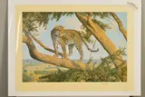 'Mara Lookout', a limited edition print of a Leopard, 515/1000, signed by Anthony Gibbs, print, sold Feb 2020