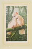 'Majestic Moluccans', a limited edition print of a pair of Cockatoo' by Adrian Rigby, print, sold Feb 2020