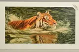 'River Crossing', a limited edition print, 248/295, a Tiger swimming in by Neil Allen, print, sold Feb 2020