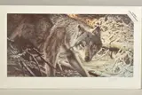 'Freeze Frame', a limited edition print, 172/295, a Wolf walking by Geoff Taylor, print, sold Feb 2020