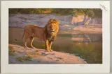 'Evening Glare', a limited edition print, 505/550, a male lion, signed by Anthony Gibbs, print, sold Feb 2020