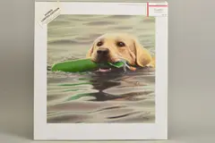'Dummy Run', a limited edition print of a Labrador in water, by John Silver, print, sold Feb 2020