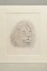a portrait of a Lion, signed lower right, pencil on paper, by Steve Machin, pencil on paper, sold Feb 2020