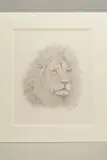 a portrait of a Lion, signed lower right, pencil on paper, by Steve Machin, pencil on paper, sold Feb 2020