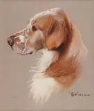 Rex an English SetterSigned with initials titled and dated 8 by Peter Biegel, Pastel on buff paper, sold Dec 2018