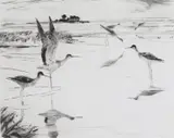 Yellowlegs No.2 Signed Etching 20 x 25cm (plate size) by Frank Weston Benson, Etching, sold Dec 2018