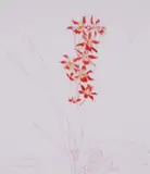 Living Fire by Elizabeth Blackadder, Etching with aquatint Artists proof Orchid portfolio, sold Dec 2018