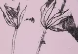 Chinese Paper Flowers 1997Lithograph 7/3052 by Prunella Clough, Lithograph, sold Dec 2018