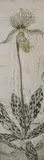 Orchid Paphiopedilum 2000Signed and numbered 35/ by Elizabeth Blackadder, Etching with aquatint, sold Dec 2018