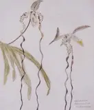 Orchidaceae Paphiopedilum Sanderianam 1991 by Elizabeth Blackadder, Etching with aquatint Artists proof Orchid portfolio, sold Dec 2018