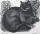 Sleepy catSigned titled and numbered 13/60Etching17 by Eileen Mayo, Etching, sold Dec 2018