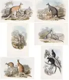 A Monograph Of The Macropodidae Or Family Of Kangaroos by John Gould, 1841-42, H. C. RICHTER DEL. ET LITH.; C. HULLMANDEL IMP. comprising 30 hand-coloured lithographs and accompanying descriptions of, offered Aug 2013