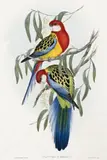 Rosehill Parakeet (Platycercus Eximius) by John Gould, hand-coloured lithograph, sold Apr 2013