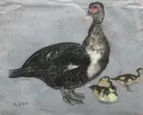 Canard et canetons by Raymond Bigot, Pastel, sold May 2018