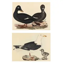 Two Ornithological Prints by Prideaux John Selby, Each a hand-colored etching, sold Jan 2025