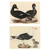 Two Ornithological Prints by Prideaux John Selby, Each a hand-colored etching, sold Jan 2025