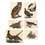 Six Ornithological Prints by Prideaux John Selby, Each a hand colored etching, sold Jan 2025