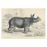 Indian Rhinoceros by James Hope Stewart, Hand-colored engraving on paper, sold Dec 2024