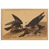 Great Footed Hawk , Havell Edition by John James Audubon, Hand-colored engraving with etching and aquatint, sold Dec 2024