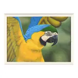 Blue and Gold Macaw by Edna Araujo, Oil on canvas, sold Dec 2024