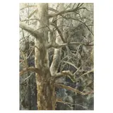 Sycamore by Jim Gray, Watercolor on paper, sold Dec 2024