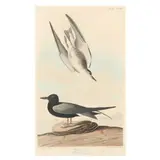 Black Tern , Havell Edition by John James Audubon, Hand-colored engraving with etching and aquatint, sold Dec 2024