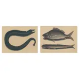Two Marine Life Prints from The Natural History of Carolina, Florida, and The Bahama Islands, 1731-1743 by Mark Catesby, Each a hand-colored etching, sold Dec 2024