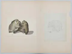 Zwei spielende Jungbären by Gottfried Mind, watercolor, sold Dec 2024
