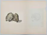 Zwei spielende Jungbären by Gottfried Mind, watercolor, sold Dec 2024