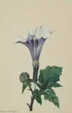 Teufelstrompete by Caroline Friederike Friedrich, 1768, gouache, sold Sep 2024